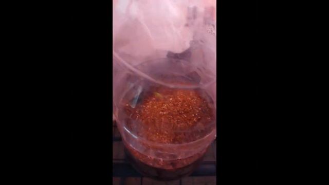 зимний стеллаж с растюшками 4 го ноября, смотреть онлайн
