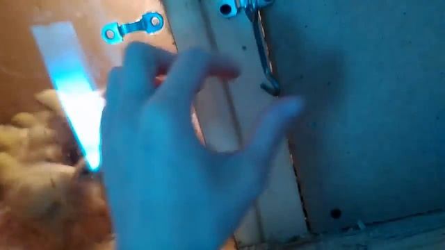 Выращивание и содержание бройлеров КОББ700 2 недели / Часть 3 смотреть онлайн