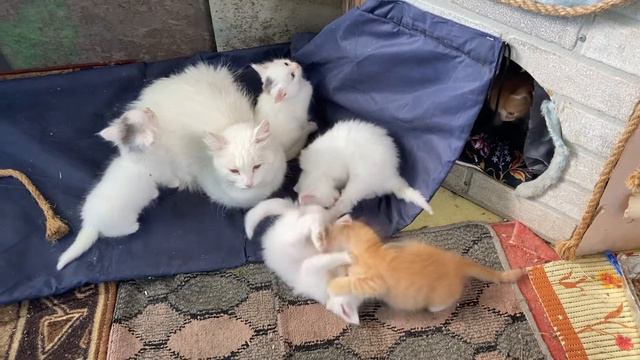 Котята в добрые руки! смотреть онлайн