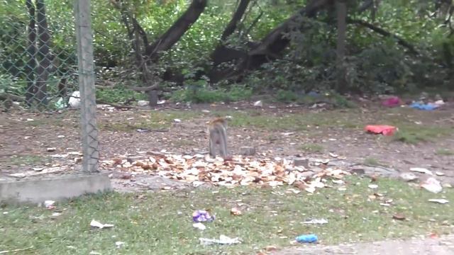 Малайзия. Butterworth. Обезьяны смотреть онлайн