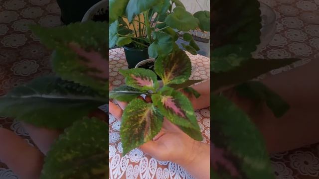 А Вы Обрезаете На Черенки Колеусы И Герань Осенью? 30.10.22г смотреть онлайн