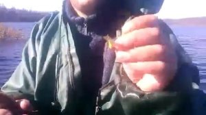 Ловля окуня на Балансир, летом