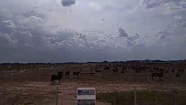 Комбикормовый завод. Отель для животных. Аргентина 6 смотреть онлайн