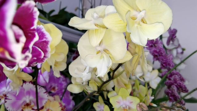 Видео зарисовка. ОРХИДЕИ С БОЛЬШОЙ БУКВЫ. смотреть онлайн