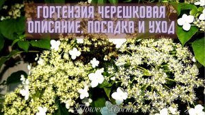 Гортензия черешковая описание, посадка и уход???