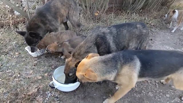 Несчастные собачки. Кормлю бедняжек