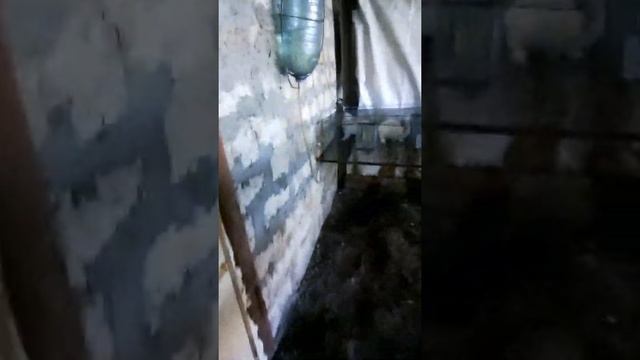 вес куриного яйца и обзор хозяйства. смотреть онлайн