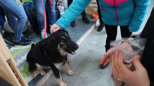 ВЫСТАВКА СОБАК ИЗНУТРИ БЕЗДОМНЫЙ ЩЕНОК ВОЗЬМИ собаку из ПРИЮТА смотреть онлайн