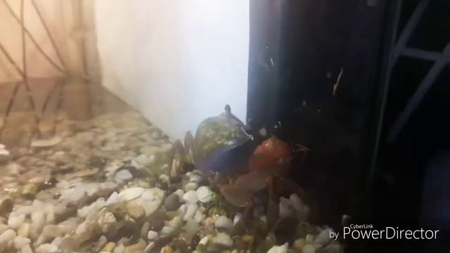 ✅Наш новый друг.)))Как он живет смотреть онлайн