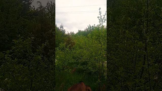 Как поет соловей//вечерняя прогулка смотреть онлайн