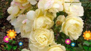 Роза флорибунда Комтэс Дю Бари. Краткий обзор, описание характеристик Comtesse du barry