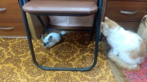 Кот подружился с шиншиллой. желейный Стасик любит весёлых животных.