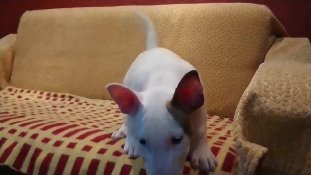 Недовольный малый 😁 Рич Бультерьер смотреть онлайн