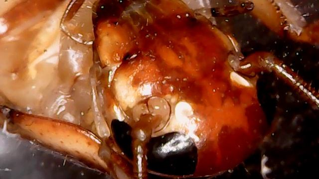 Туркменистанский таракан смотреть онлайн