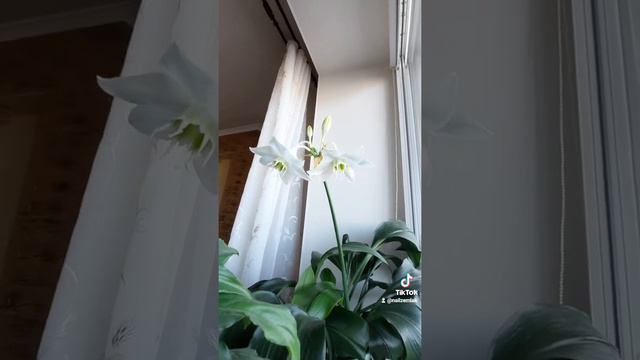 Эухарис. Амазонская лилия смотреть онлайн