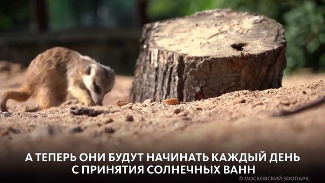 СОЛНЦА СУРИКАТАМ! смотреть онлайн