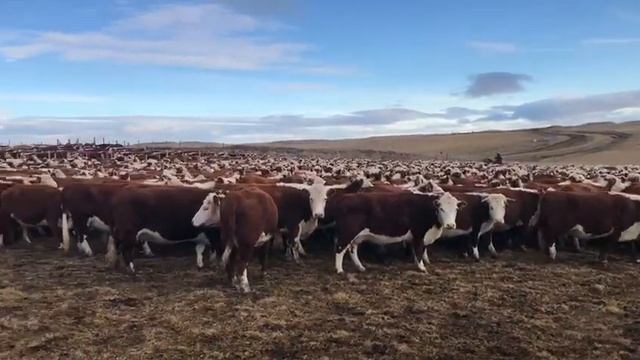 Герефорд / Hereford Продажа КРС оптом живым весом. Мясная порода, племенной КРС 89656150726 beef смотреть онлайн