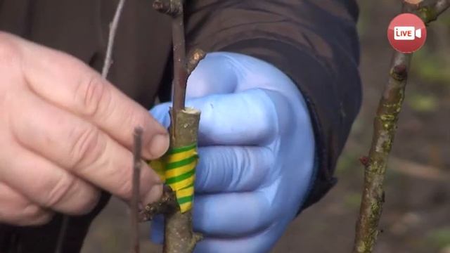 Персональный блог садовода и огородника Светланы Кацаповой 30 выпуск (прививки деревьев) смотреть онлайн