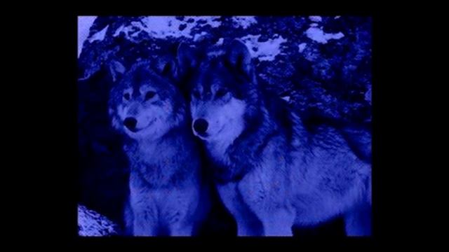 Я одинокий волк , Где моя волчица (New 2o15) смотреть онлайн