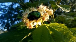 Зеленый Жук - Золотистая Бронзовка