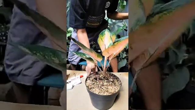 Live Sale Planteria.id смотреть онлайн