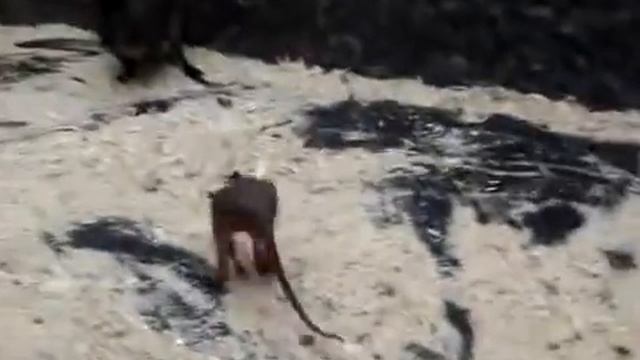 Кенгуренок родился в ручном зоопарке смотреть онлайн