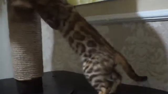 ОДЕССКИЙ ПИТОМНИК БЕНГАЛЬСКИХ КОШЕК A-DESA DIAMOND смотреть онлайн