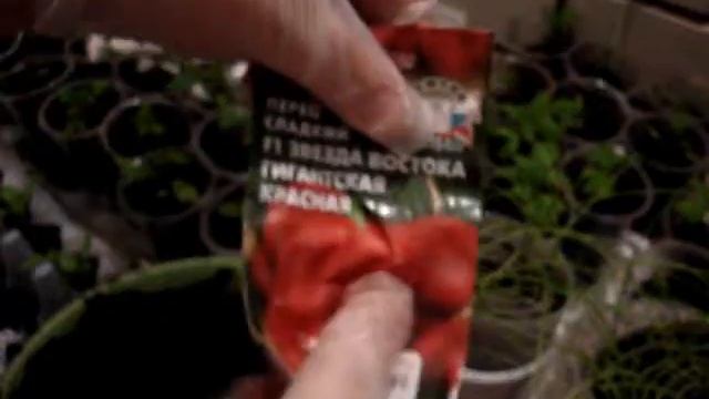 Домашние хлопоты. Посадка перца на рассаду . смотреть онлайн