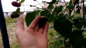 Ежевика, сорт Натчез. Обзор. 04.08.17.