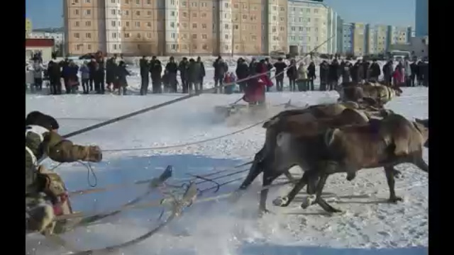 Гонка упряжек
