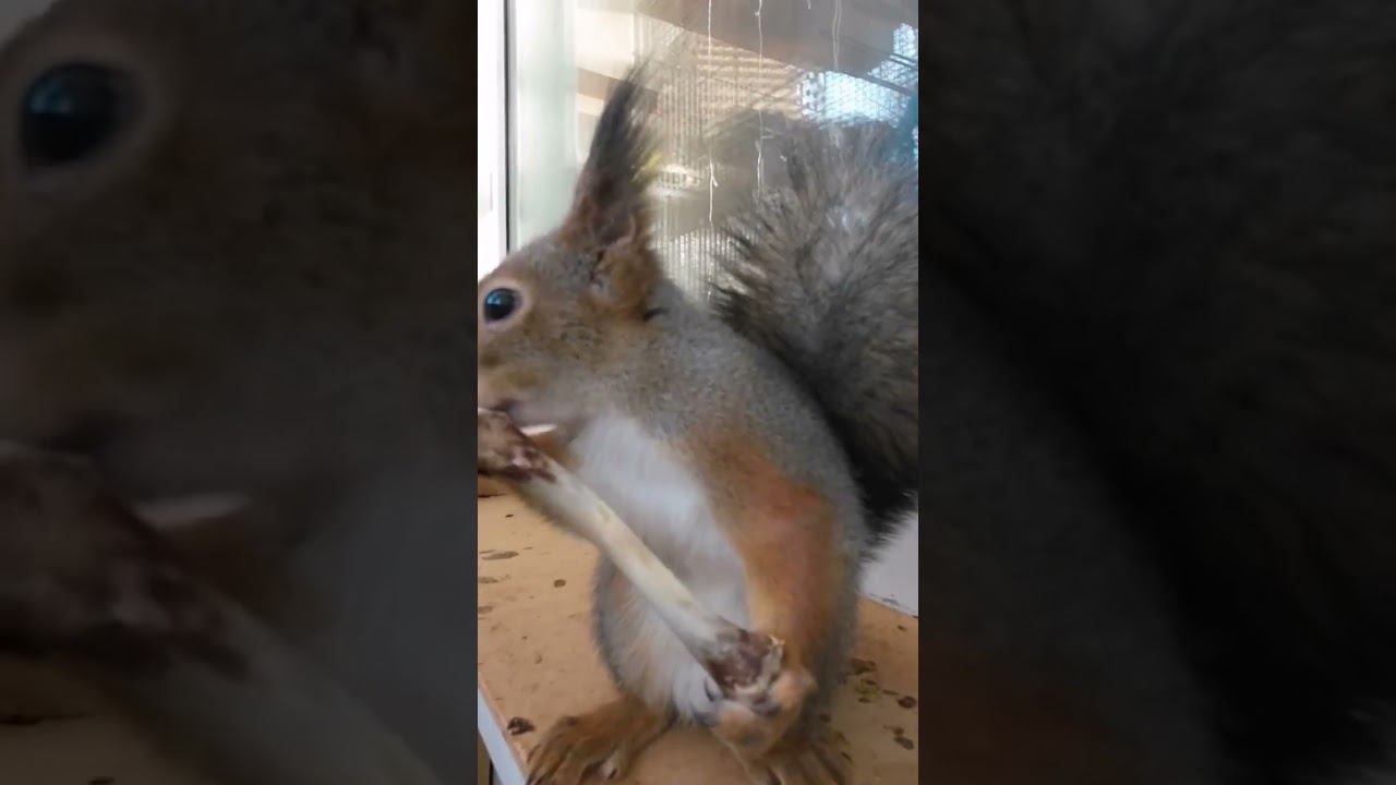 БЕЛКА ХИЩНИК. КУШАЕТ КОСТИ. ЧЕМ КОРМИТЬ БЕЛКУ смотреть онлайн