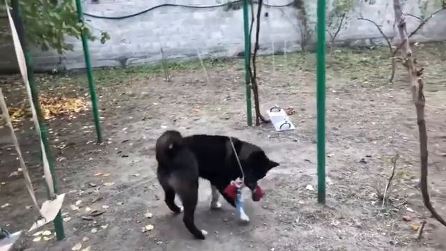 Американская Акита смотреть онлайн