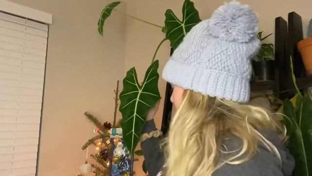 My Top 10 Favorite House Plants of 2019! Best Common and Rare House Plants! смотреть онлайн