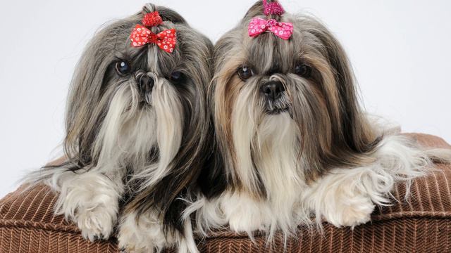 TOP 10 Hunderassen für Senioren & ältere Menschen 🐶 смотреть онлайн