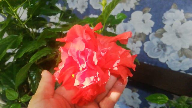 Цветение гибискуса🌷🌷🌷. смотреть онлайн