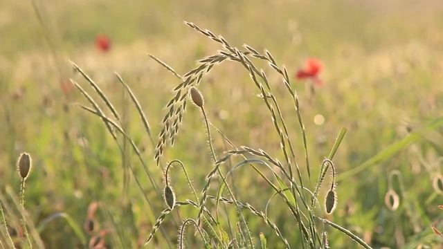ЛЮБЛЮ ТЕБЯ ВИКТОР МОГИЛАТОВ И АЛЕНА РОСС смотреть онлайн