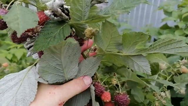 ЯГОДА МАЛИНА смотреть онлайн