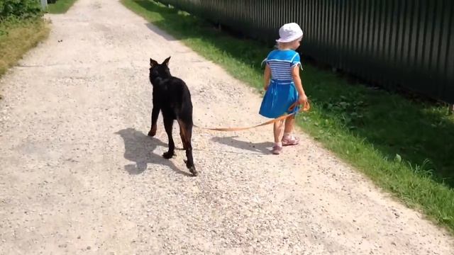 Босерон пастушья собака смотреть онлайн