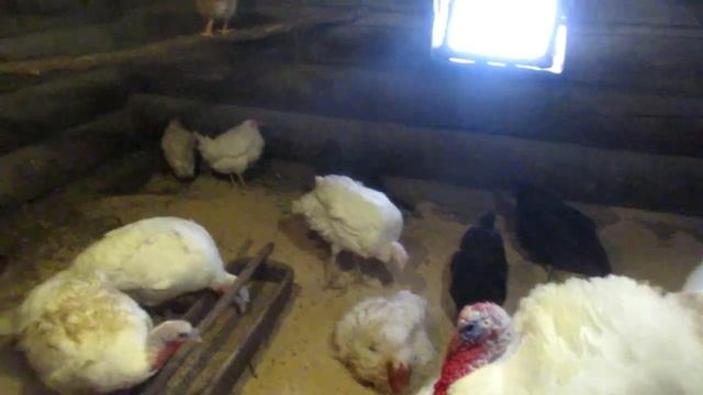 жизнь в деревни мое утро.ноябрь мои гуси на дворе зима аэрогриль распаковка гриль моя жизнь смотреть онлайн