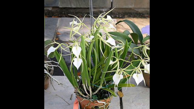 brassavola little stars orchid смотреть онлайн