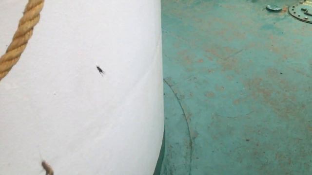 Сверчки смотреть онлайн