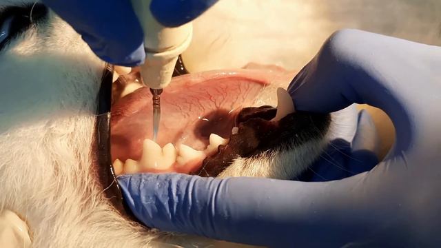 Санация ротовой полости смотреть онлайн