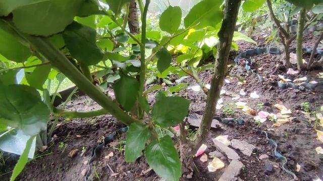 Роза Мидсаммер??????
Rosa Midsummer смотреть онлайн