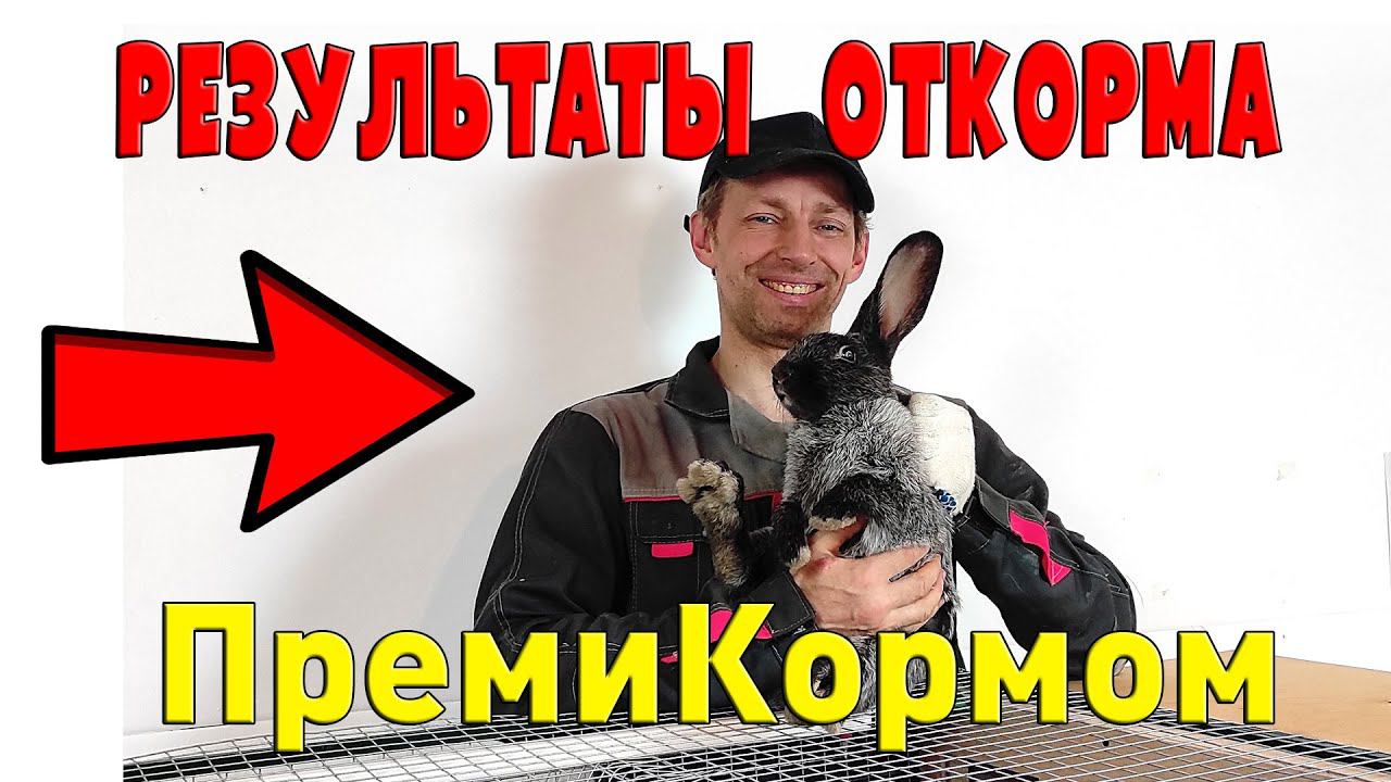 Результаты откорма кроликов ПремиКормом смотреть онлайн