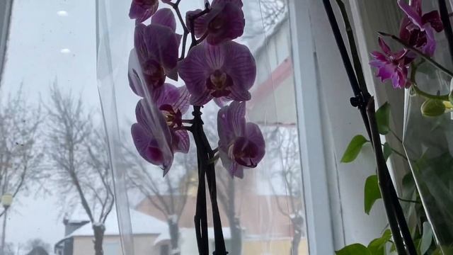 И ВНОВЬ ОБЗОР ??❤️?? Неповторимых орхидей . Гомельская обл.г.Калинковичи Магазин «ФИАЛКА» ??? смотреть онлайн