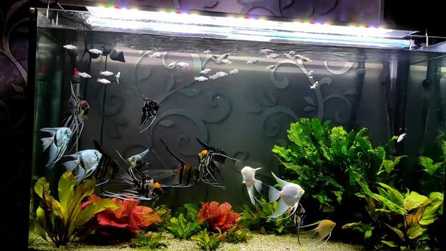 Аквас 330 л......Скалярии, молинезия и ко)))( смотреть онлайн