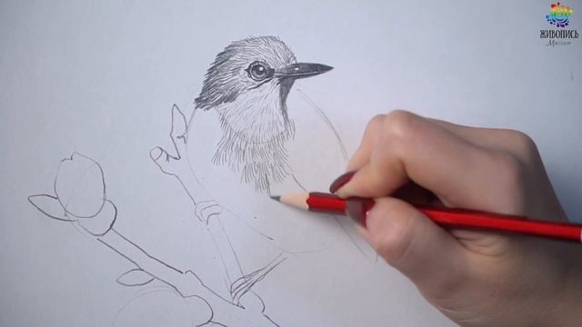 Подробный мастер-класс по рисованию птицы карандашом. Художник Надежда Ильина смотреть онлайн