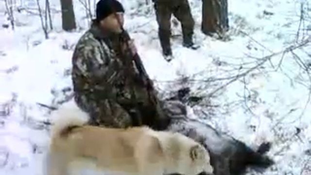 Охота кабан смотреть онлайн
