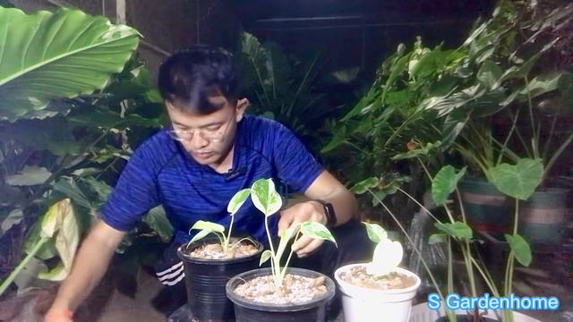 ພາມາເບິ່ງການປ່ຽນກະຖັງ Monstera “White monster” เปลี่ยนกระถาง มอนสเตอร่า ไวท์มอนสเตอร์ | S Gardenhom смотреть онлайн