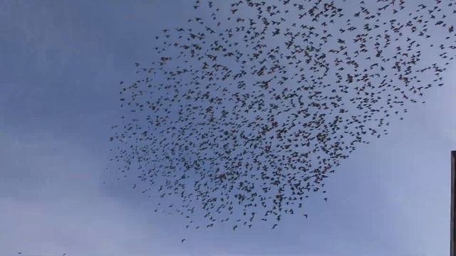 Мурмурация. Скворцы //Murmuration. Starlings смотреть онлайн
